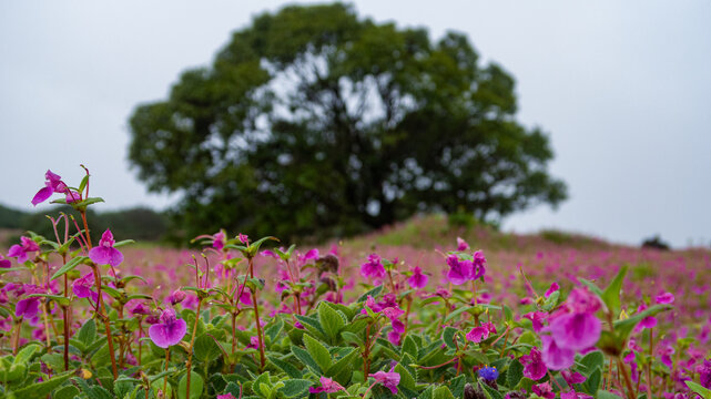 Beautiful view of Kaas Plateau valley of flowers Satara Maharashtra