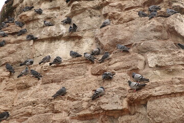 Still image of a flock of pigeons standing on the side of the base of the Column of Constantine at Istanbul, Turkey, in low contrast image.
