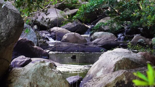 Serene mountain stream flow swiftly over stones in tropical wilderness