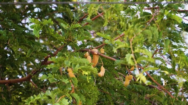 Tropical tamarind tree branches with fruits and leafage billowing in wind