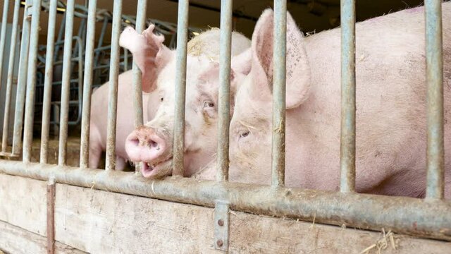Pink pigs pig behind bars farm animals looking at field sunny cattle consumer dinner vegan vegetarian bacon meat industry burger king mcdonalds food nature life friends unhappy trapped farmer country