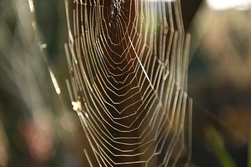 sunbeams reflected on a spider web near a garden shed