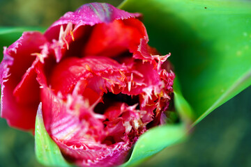 Tulpe, Colorful