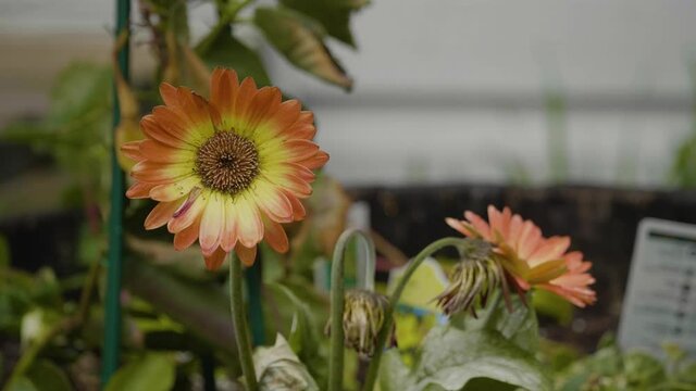 Barberton daisy shaking in the wind with a couple other unhealthy flowers beside.