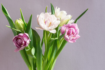 A bouquet of beautiful tulips on a lilac background .	