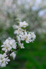 Sunset in a blooming spring garden. Blooming apple trees