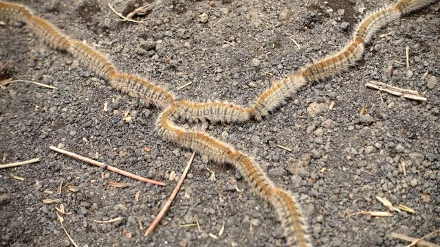 nature in Sicily a row of pine processionary caterpillars in Etna Park