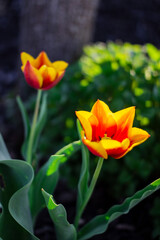 Yellow-red tulip blooms on a flower bed against a background of black earth on a summer sunny day