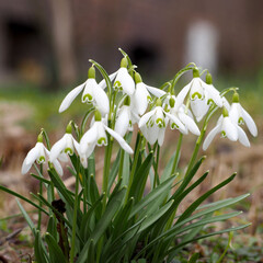 Fototapeta premium a piece of white snowdrops in the garden. spring