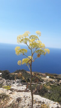 Picture of Ridolfia segetum,  Apiaceae, a beautiful yellow flower from the wild plants of Malta. Picture shooted in Dingli Cliff. Summer day on the Mediterranean.  Escape and travel. 
