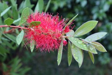 Red bright callistemon flower on a dark green background with raindrops on green leaves