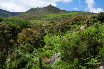 Fototapeta premium Traversing the slopes of Comeragh Mountains