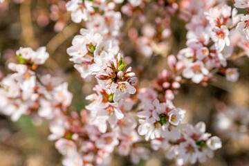 A blooming cherry bush in the spring garden