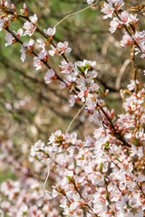 A blooming cherry bush in the spring garden