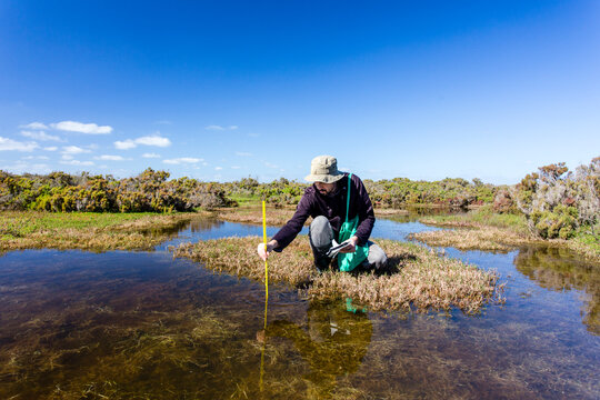 Scientist measuring environmental water quality parameters in a wetland.