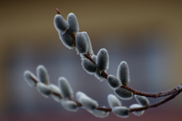 Tree branches of pussy willow on a color blurred background © Michael Lerch