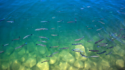 Fototapeta na wymiar Above the water shot image of a school of mullet fish in brackish shallow green water.