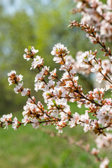 A blooming cherry bush in the spring garden