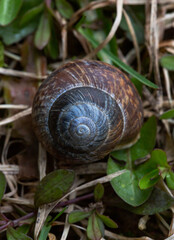 Snail