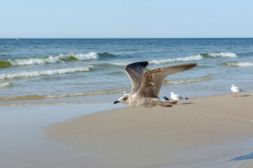 seagull flying over the Baltic Sea