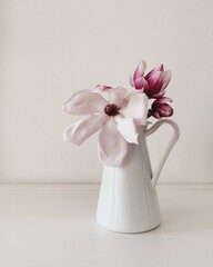 Beautiful fresh pink and white magnolia flower in full bloom in vase against white background. Spring blossoms, home decor.