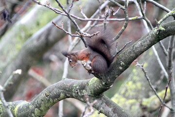 Red squirrel on the tree in Germany, Münster. Nuts, walnut. Endangered species. Save the planet.