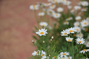 white lovely daisies in a meadow