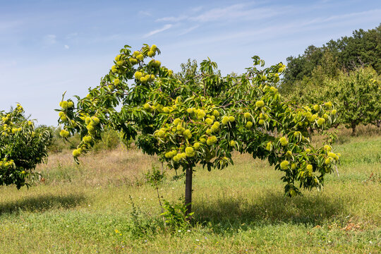 Edible chestnut (Castanea sativa) with fruits close-up.
