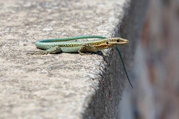 Greece Rhodes lizard