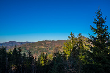 Germany, Schwarzwald  panorama forest view between trees under blue sky in autumn season