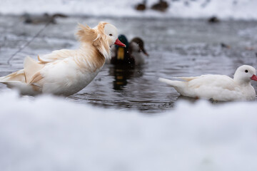 Male white mandarin duck albino shaking off its head and neck close to lake in winter