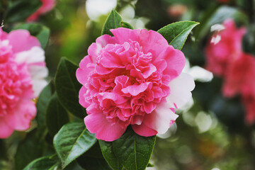 Pink and white Variegated Camellia x williamsii 'Ballet Queen'  in flower