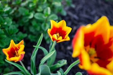 Yellow-red tulip blooms on a flower bed against a background of black earth on a summer sunny day