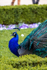 Obraz premium Colorful blue peacock in a park or garden