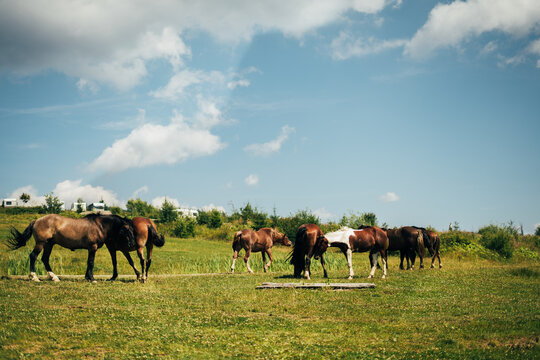  A herd of wild horses grazes on a green meadow in the mountains. Sunny day, sky with clouds