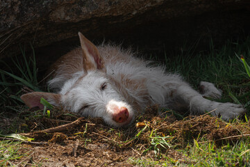 Podenco ibicenco descansando a la sombra con el hocico al sol