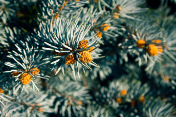 Naklejka na ściany i meble Background image with detail of colorado blue spruce needles and candles.