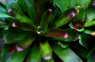 Neoregelia, also known as Alley cat. plant. 