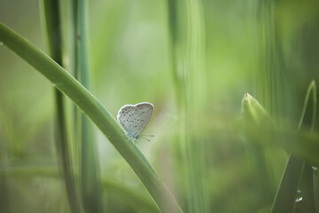 Little Butterfly on Grass