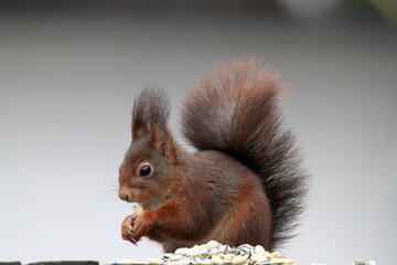 Red squirrel on the fence in Germany, Münster. Nuts. Endangered species. Save the planet.