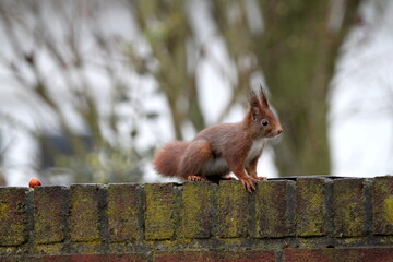Red squirrel on the fence in Germany, M&uuml;nster. Endangered species. Save the planet.