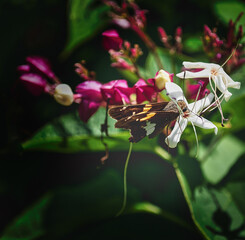 The Japanese Losbaum (Clerodendrum trichotomum) with white, strongly fragrant flowers and the butterfly. Selective focus.