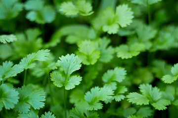 Fototapeta na wymiar Close up Fresh growing green Coriander (Cilantro) leaves in Vegetable plot.