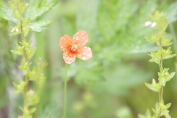 雨上がりのオレンジ色の花