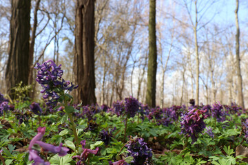 Spring landscape with purple bird, fumewort flower corydalis solida in the forest. Honey and medicinal plant. Natural floral background