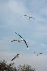 Many large, beautiful, white sea gulls fly against the background of a blue sky with trees, soaring above the clouds and the ocean, spreading their long wings. Summer, spring photography of birds.