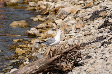 The nimble and fast black sea gull catches fish in the black sea, diving into the water from a height and takes out its prey with its beak to feast on