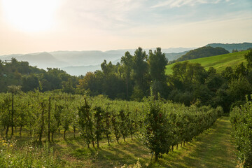 Fototapeta na wymiar Scenic nature and hills at sunrise, Emilia-Romagna, Italy. 
