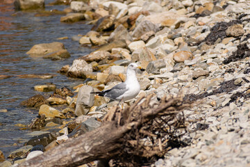 The nimble and fast black sea gull catches fish in the black sea, diving into the water from a height and takes out its prey with its beak to feast on