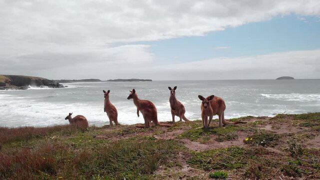 Aerial drone view of Red Kangoroos, at Emerald Beach, in Australia - Osphranter rufus